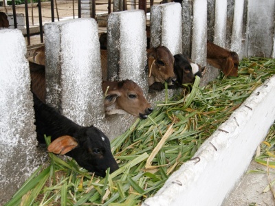 "Die Kuh ist kein Klimakiller" - nachhaltige Rinderhaltung auf Cuba-Sí-Projekten