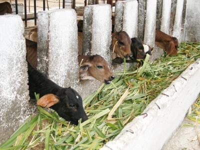 Die Kühe fressen die Futterpflanzen, die im Projekt angebaut werden.