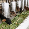 "Die Kuh ist kein Klimakiller" - nachhaltige Rinderhaltung auf Cuba-Sí-Projekten